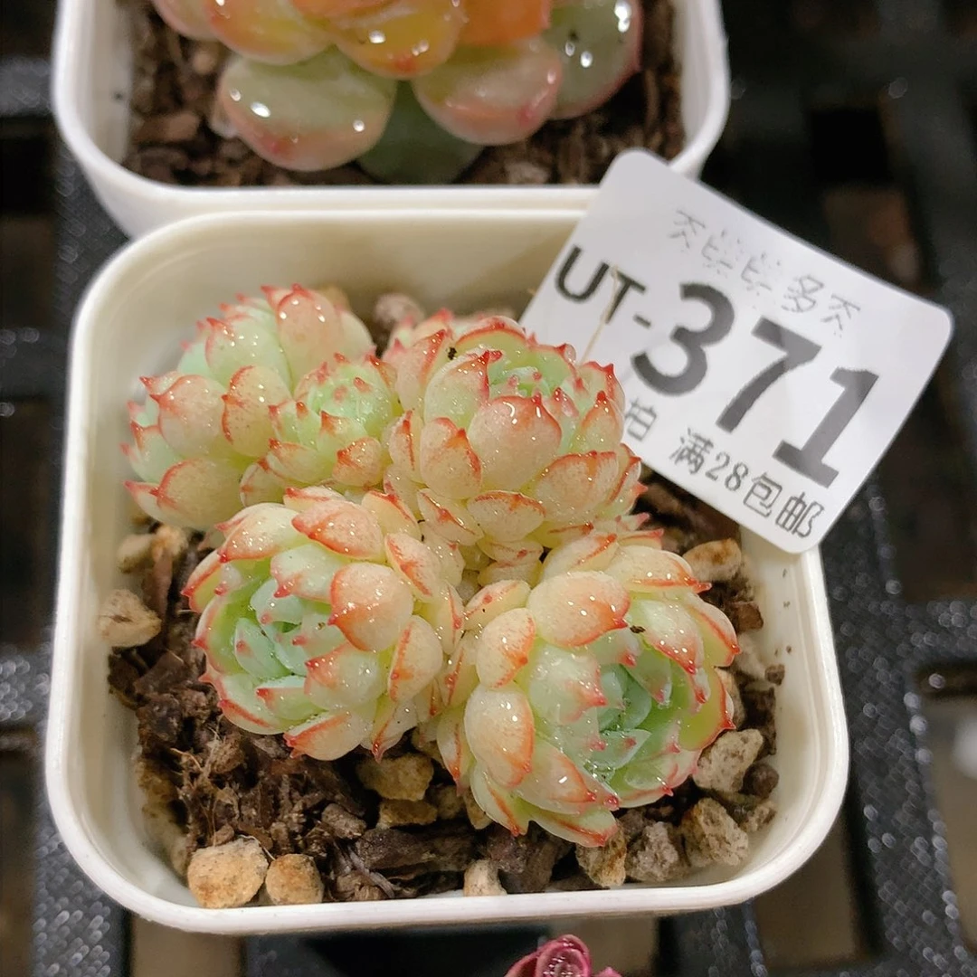 肉萌萌拇指盆多肉UT371