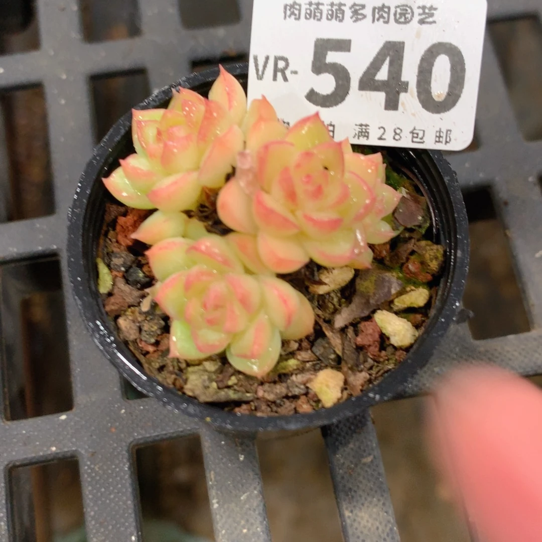 肉萌萌拇指盆多肉VR540
