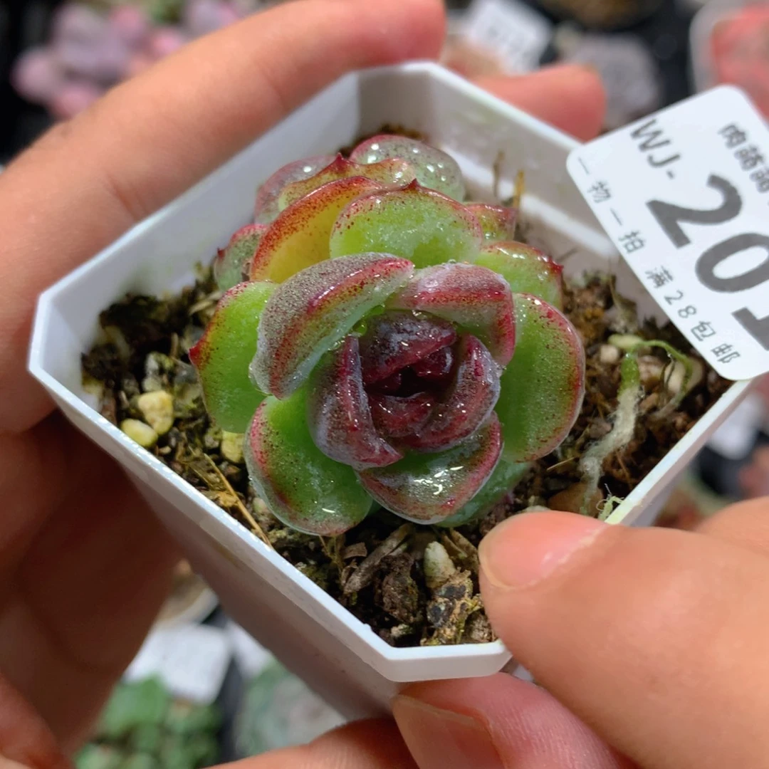 5CM拇指盆精控多肉WJ201