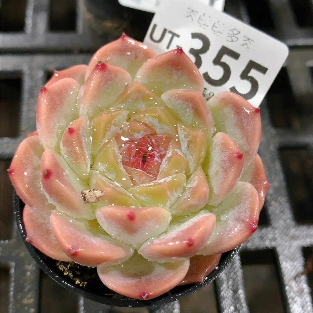 肉萌萌拇指盆多肉UT355
