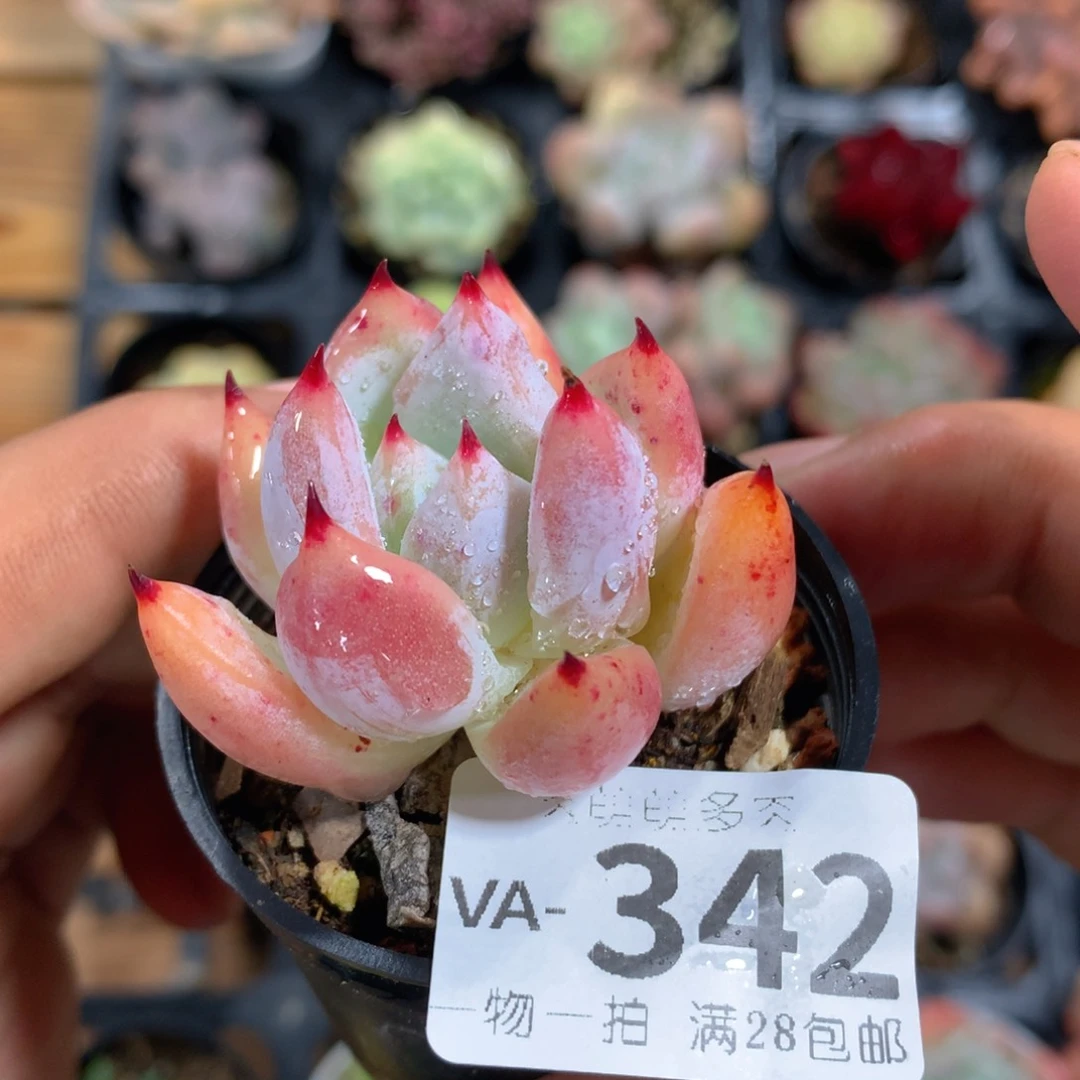 肉萌萌拇指盆多肉VA342