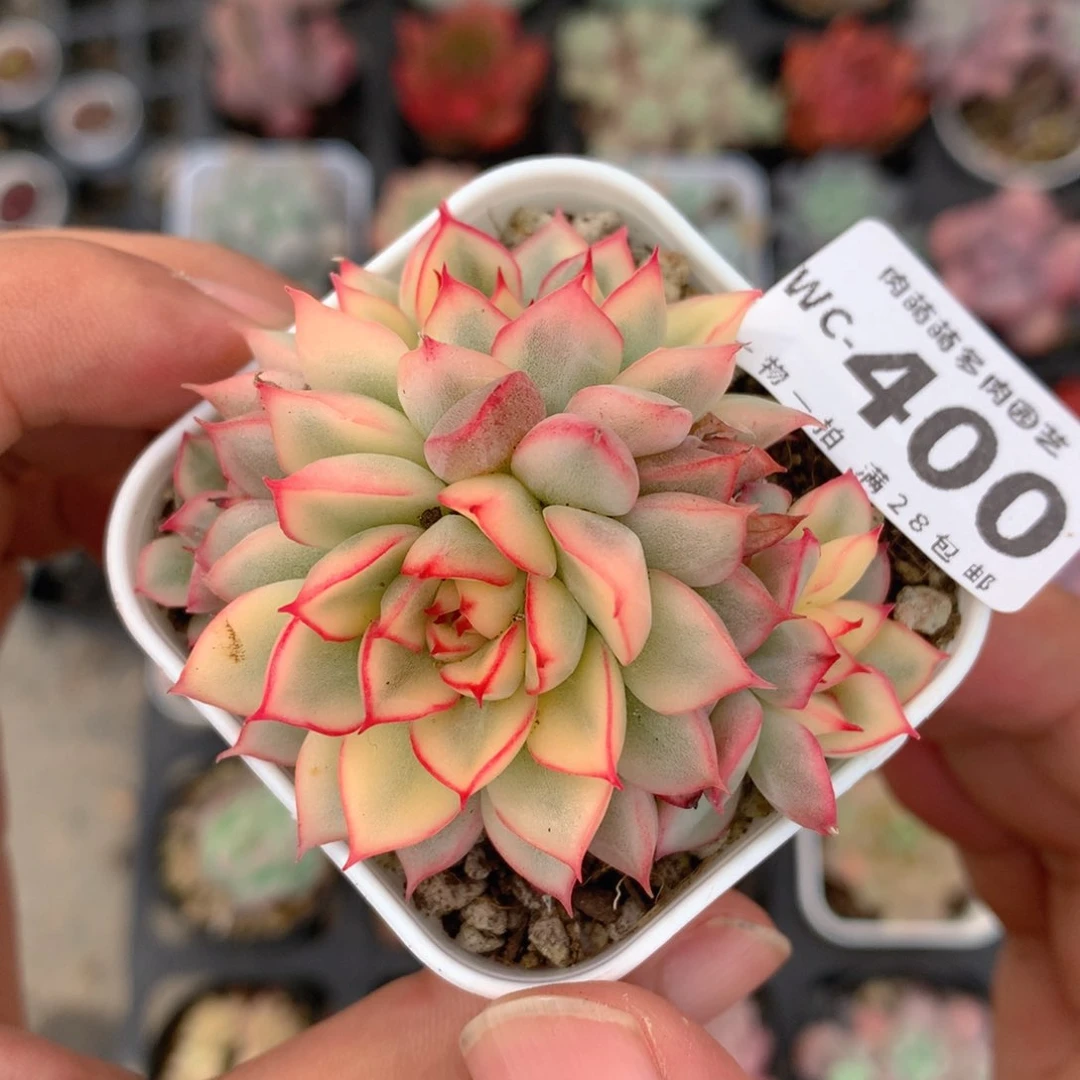 5CM拇指盆精控多肉WC400