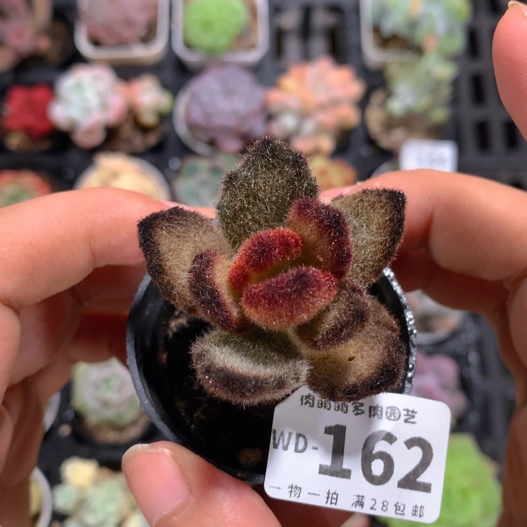 5CM拇指盆精控多肉WD162