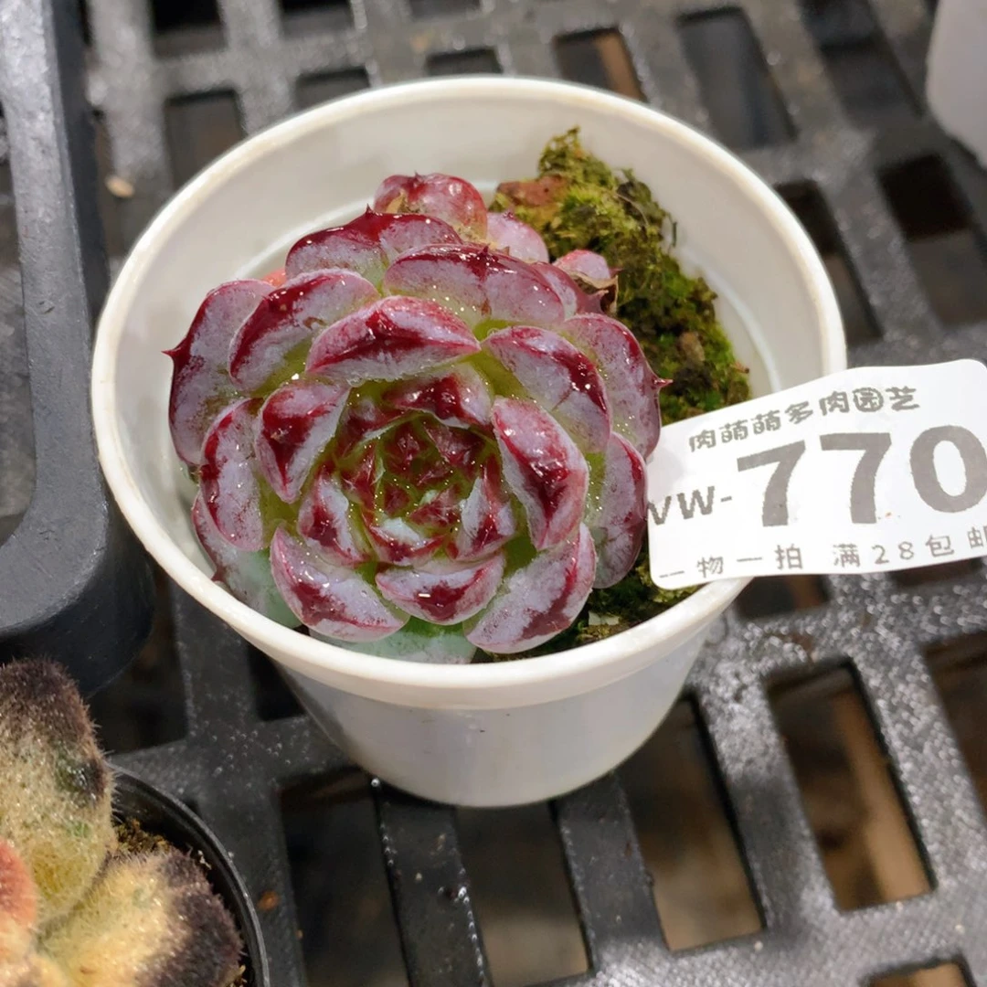 肉萌萌拇指盆多肉VW770