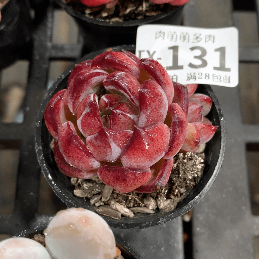 肉萌萌拇指盆多肉TV131