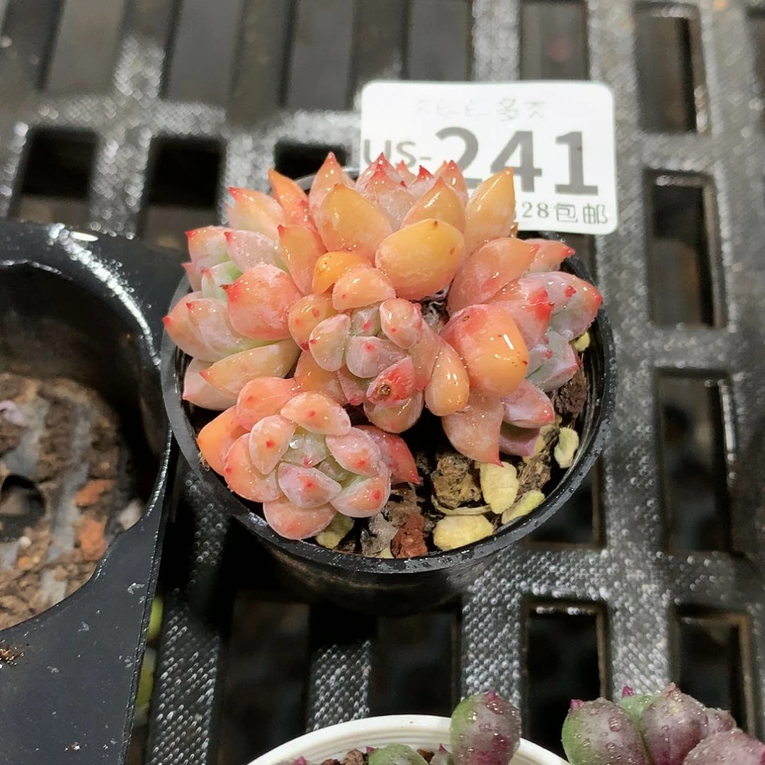 肉萌萌拇指盆多肉US241