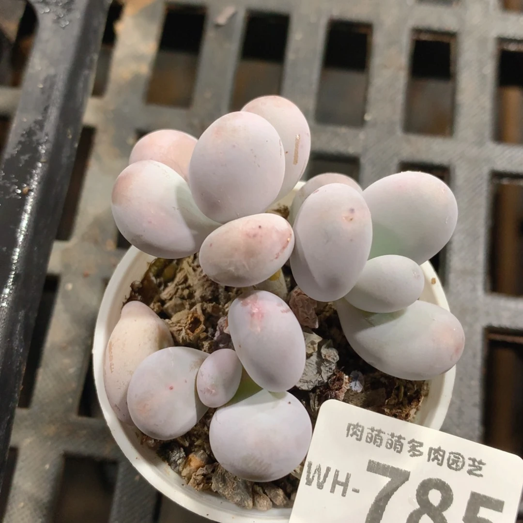 肉萌萌拇指盆多肉WH785