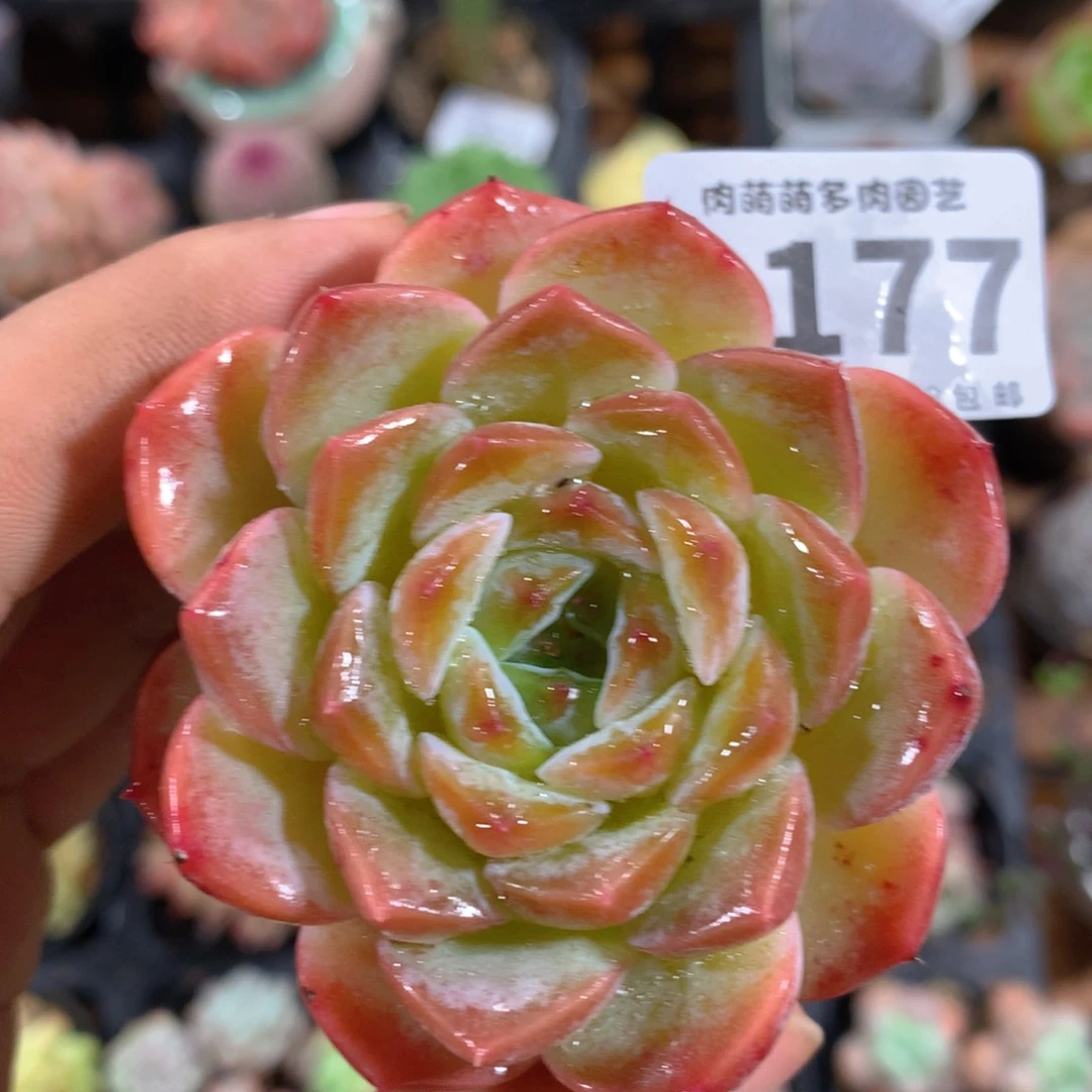 5CM拇指盆精控多肉WC177