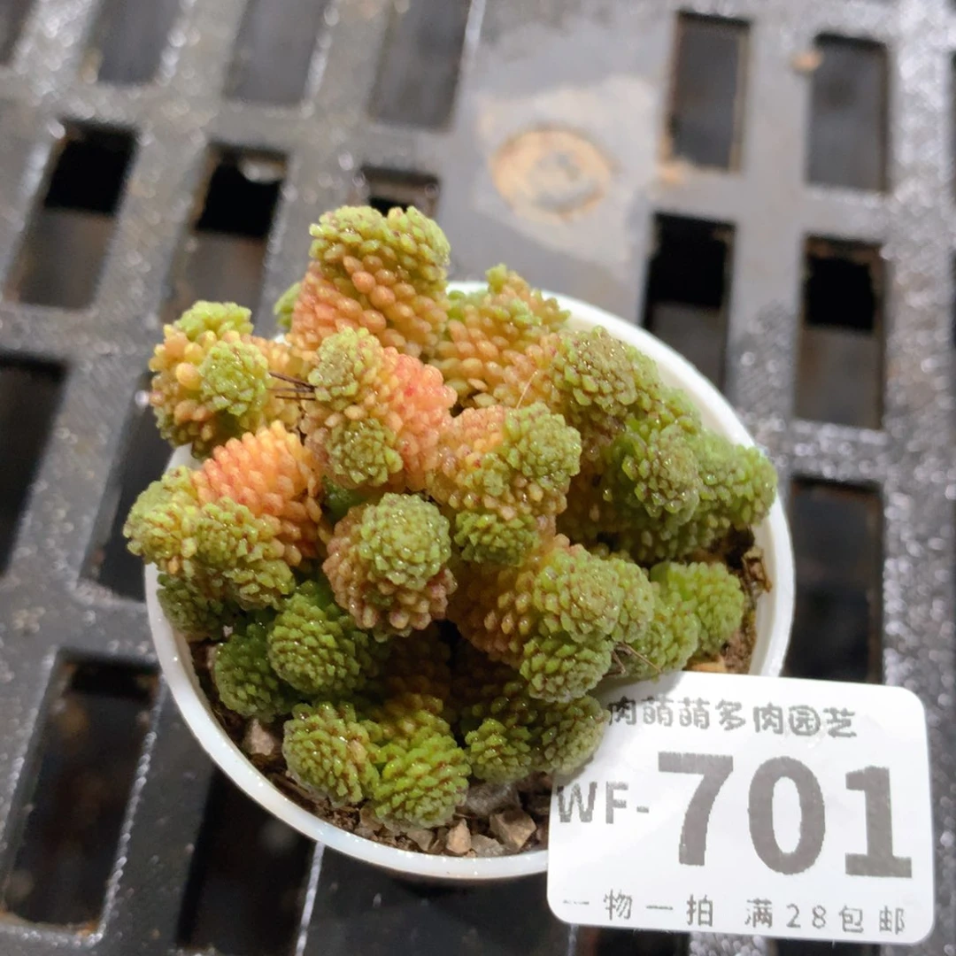 肉萌萌拇指盆多肉WF701