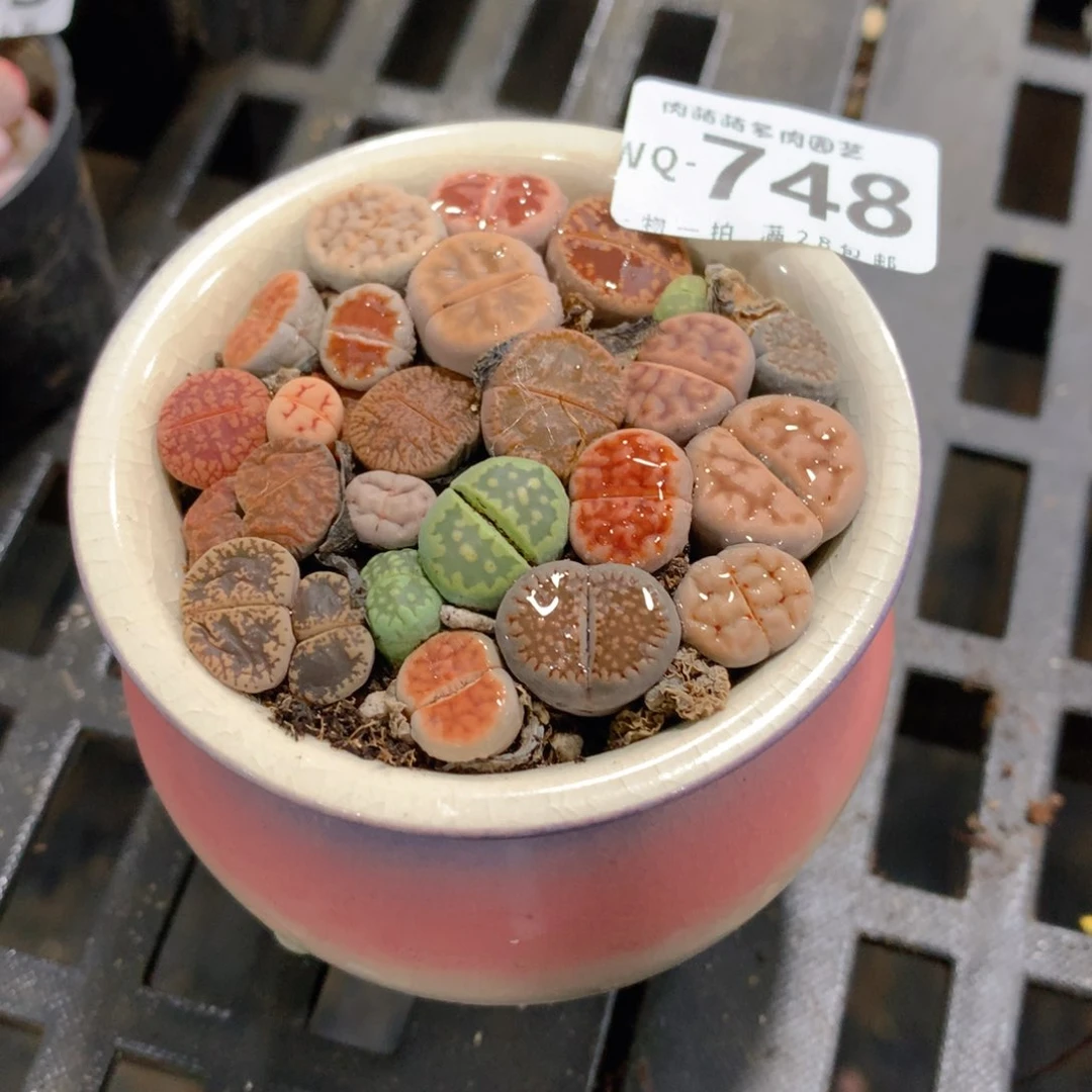 肉萌萌拇指盆精控多肉WQ748