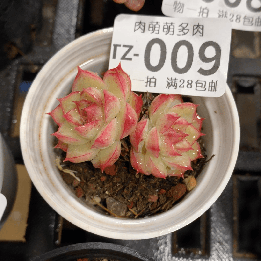 肉萌萌拇指盆多肉TZ009