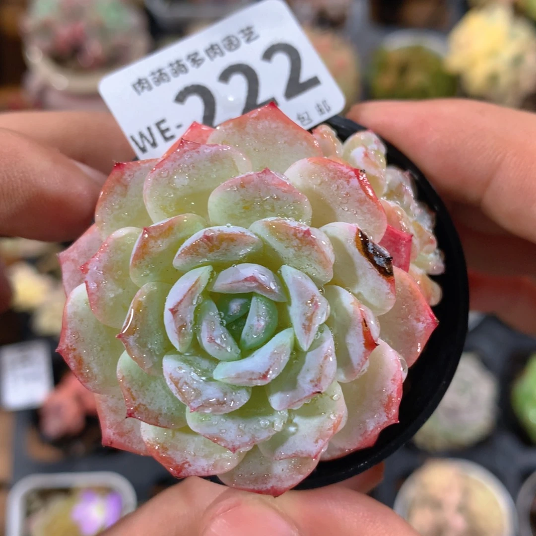 5CM拇指盆精控多肉WE222