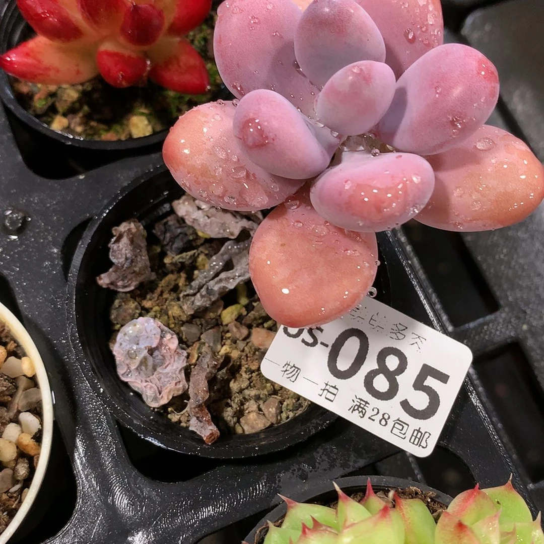 肉萌萌拇指盆多肉US085