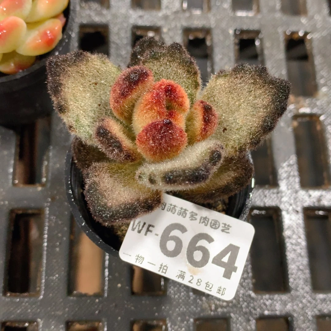 肉萌萌拇指盆多肉WF664