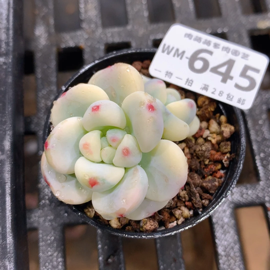 肉萌萌拇指盆精控多肉WM645