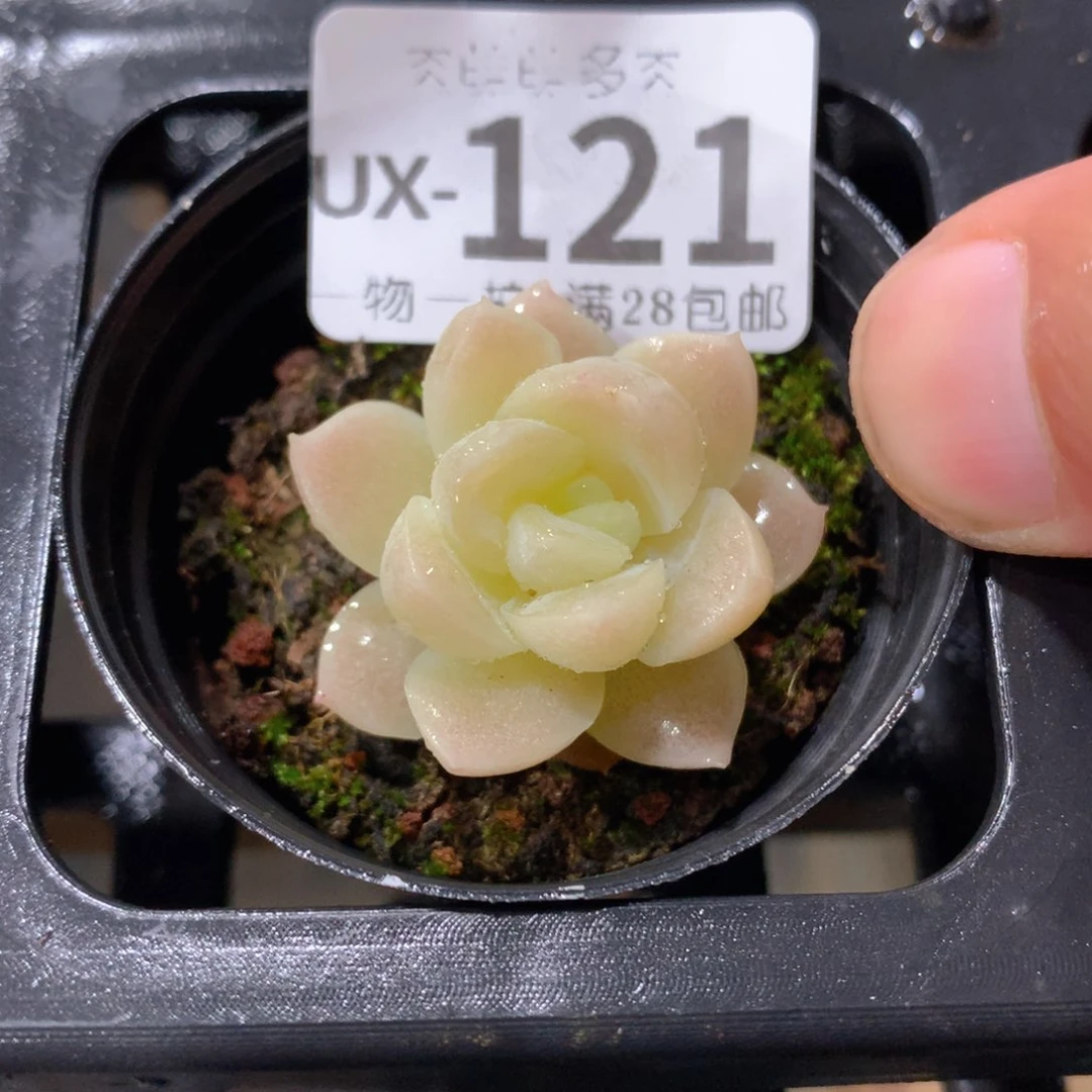 肉萌萌拇指盆多肉UX121