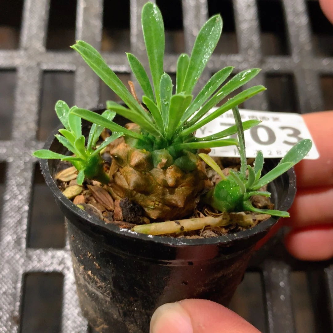 肉萌萌拇指盆多肉VY703