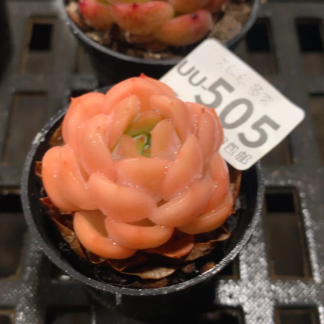 肉萌萌拇指盆多肉UU505