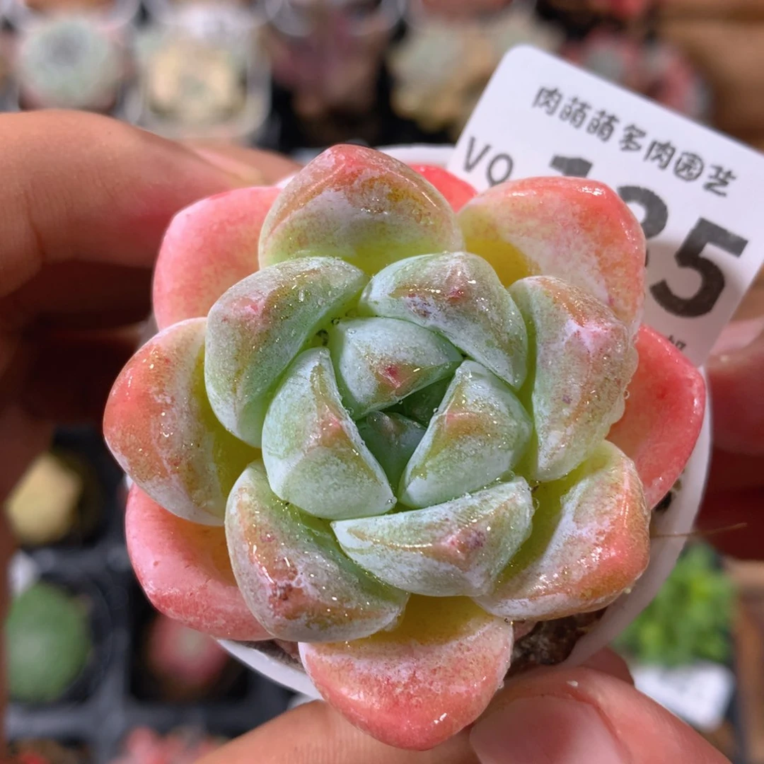 5CM盆精控多肉VQ135