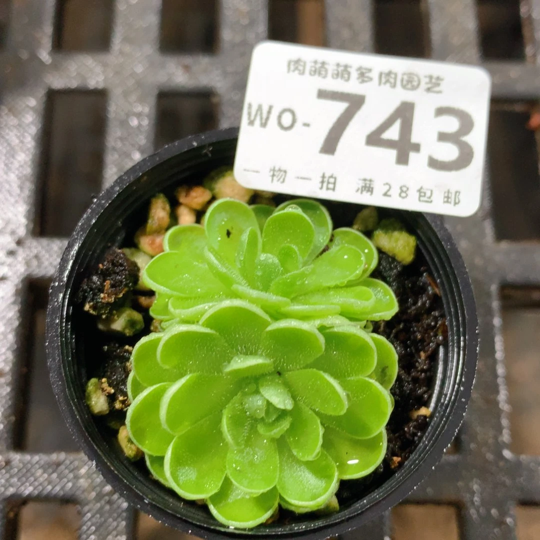 肉萌萌拇指盆精控多肉WO743