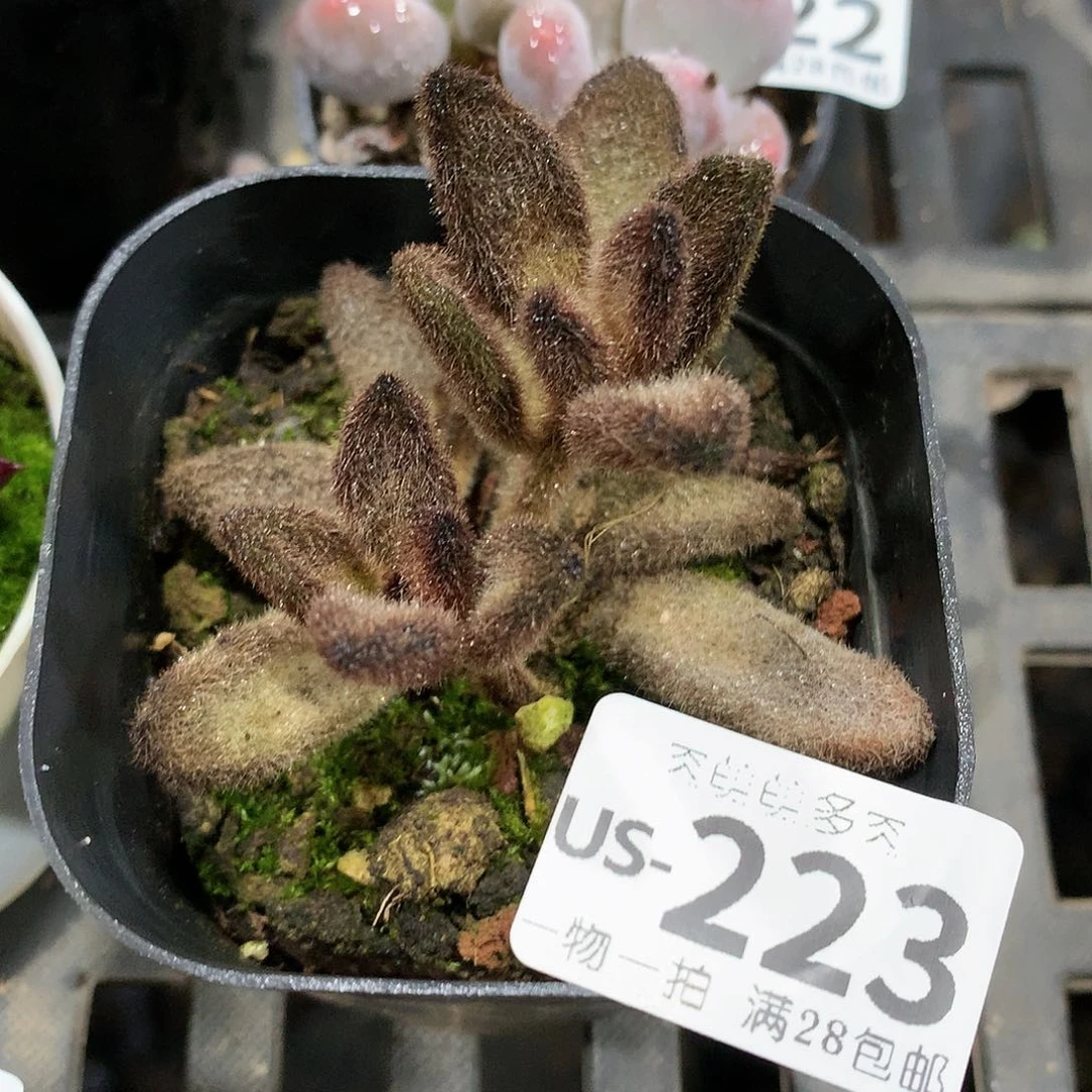 肉萌萌拇指盆多肉US223