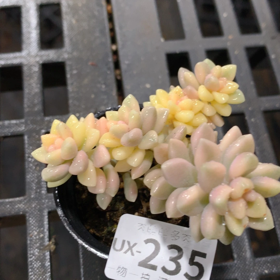 肉萌萌拇指盆多肉UX235