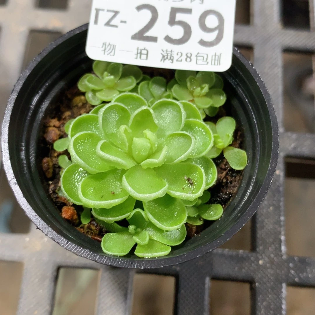 肉萌萌拇指盆多肉TZ259