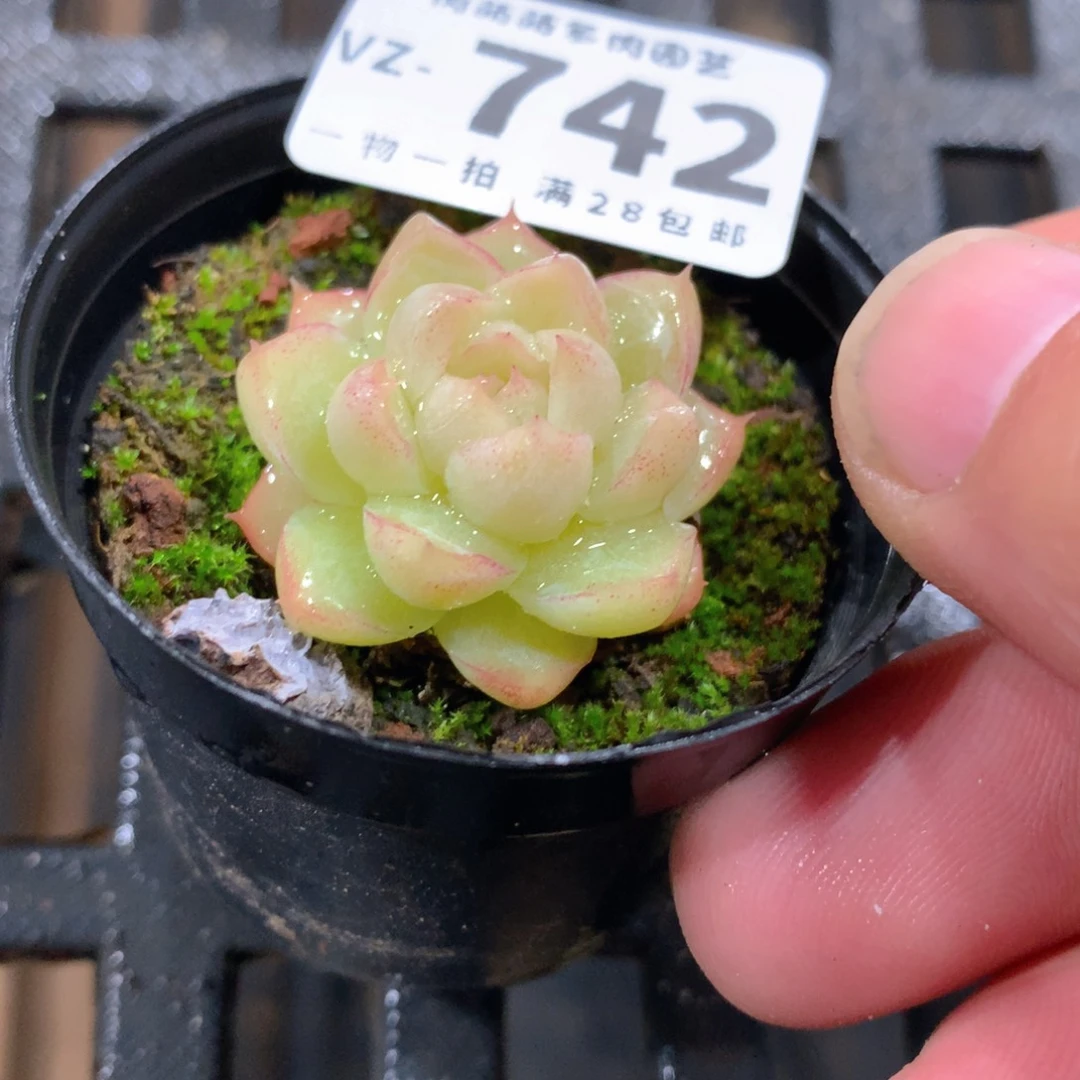 肉萌萌拇指盆多肉VZ742