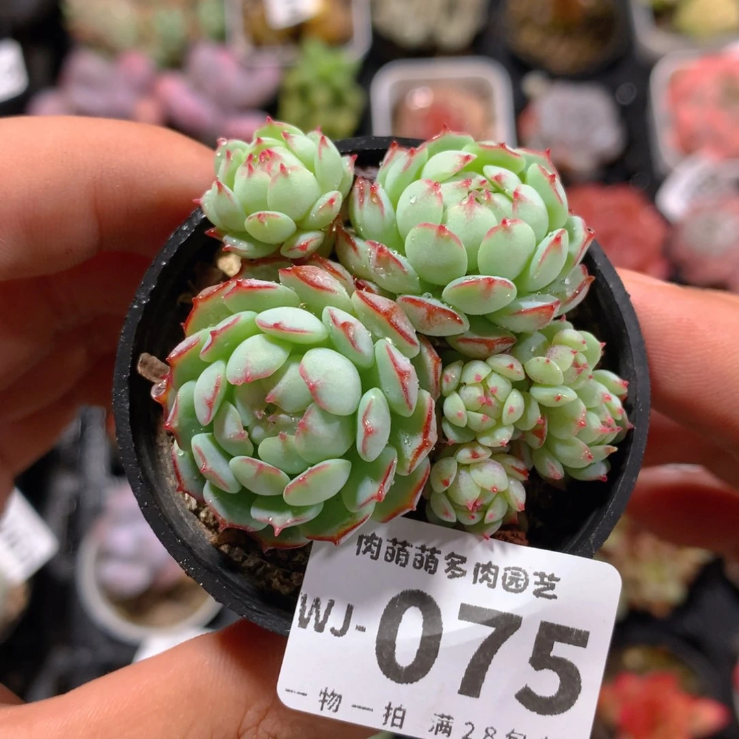 羊*球5CM拇指盆精控多肉WJ075