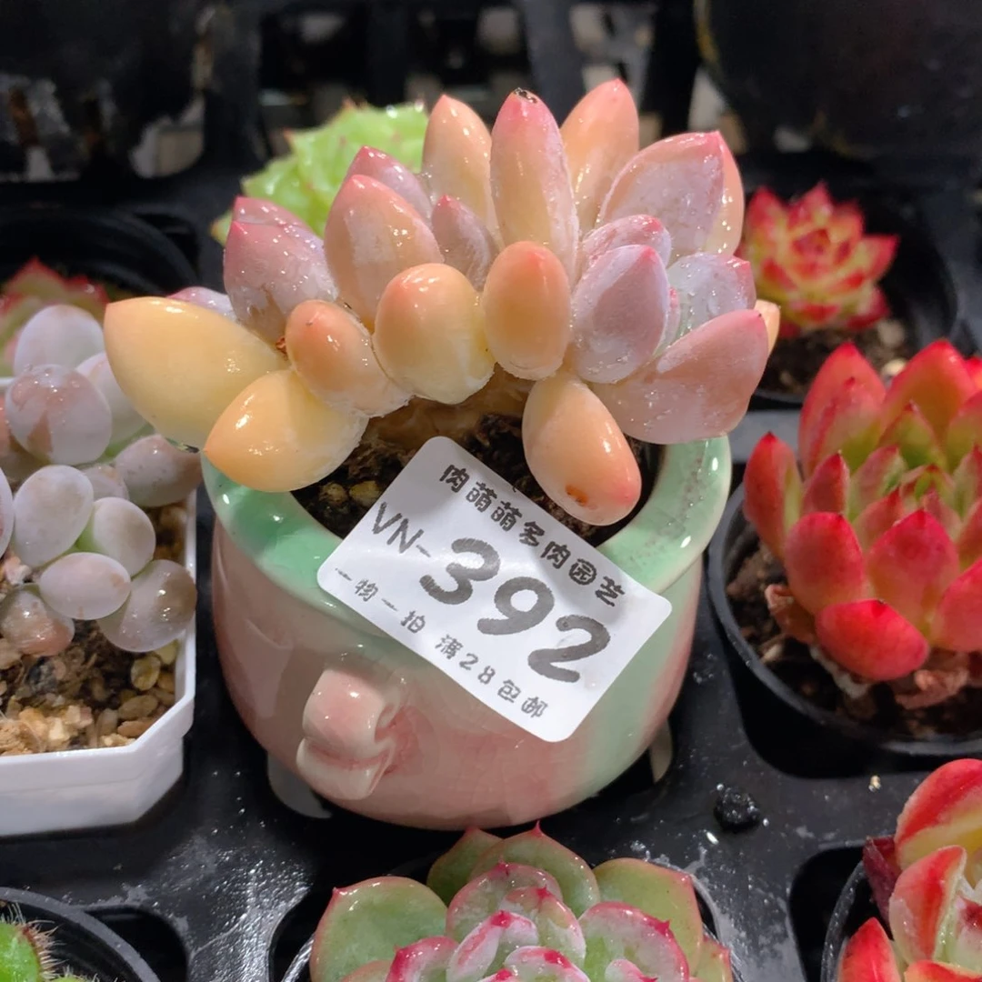 肉萌萌拇指盆多肉VN392
