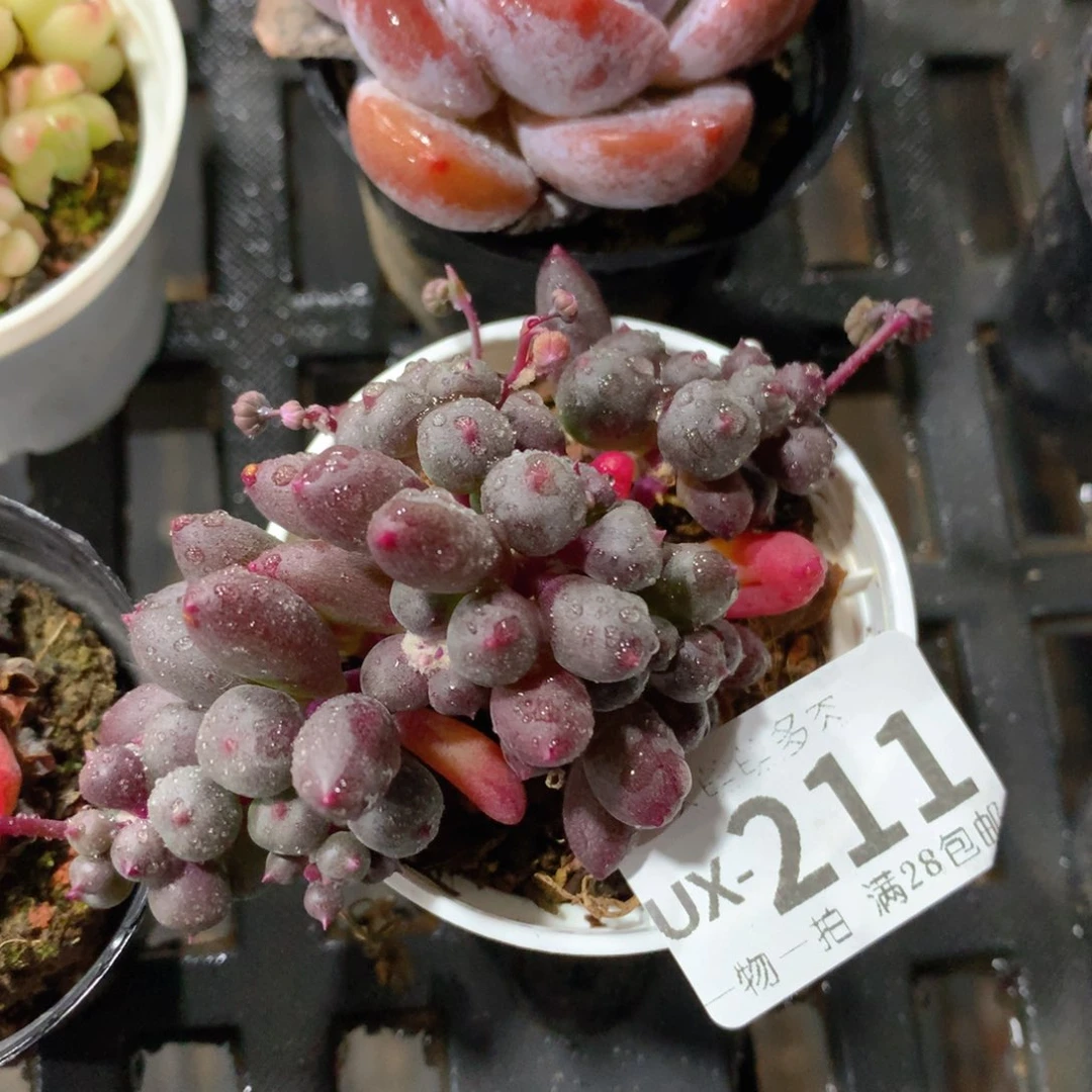 肉萌萌拇指盆多肉UX211