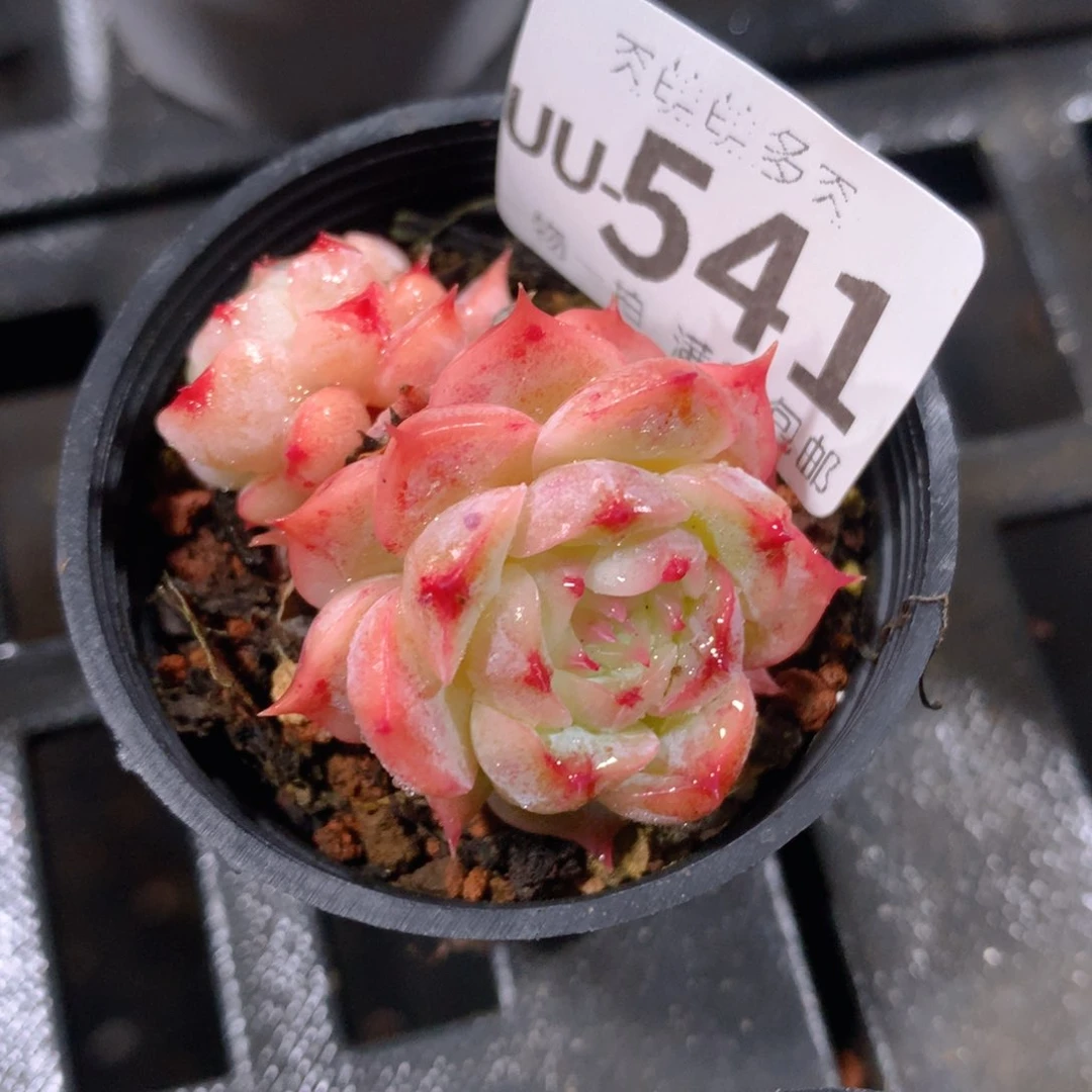 肉萌萌拇指盆多肉UU541