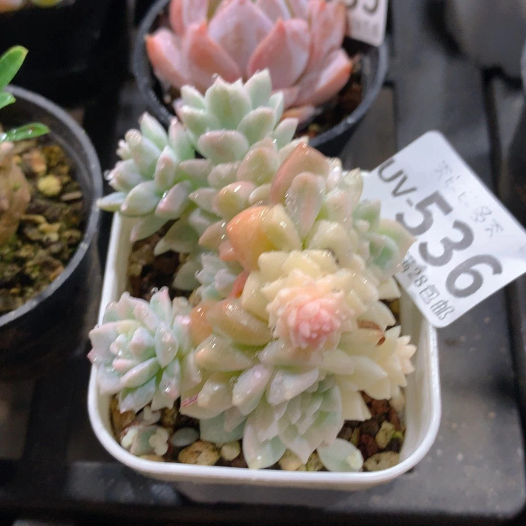 肉萌萌拇指盆多肉UV536