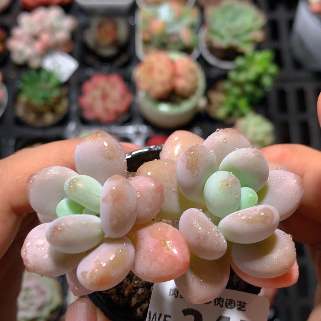 5CM拇指盆精控多肉WE345