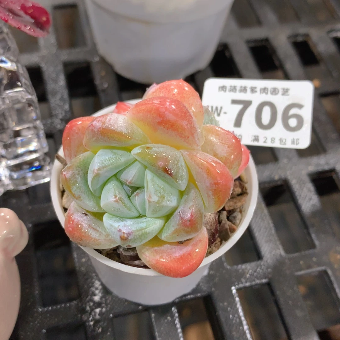 肉萌萌拇指盆多肉VW706