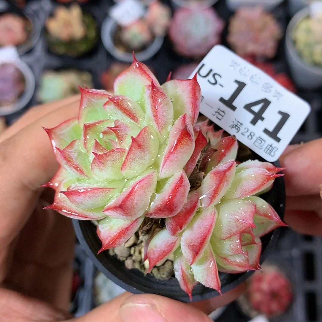 肉萌萌拇指盆多肉US141