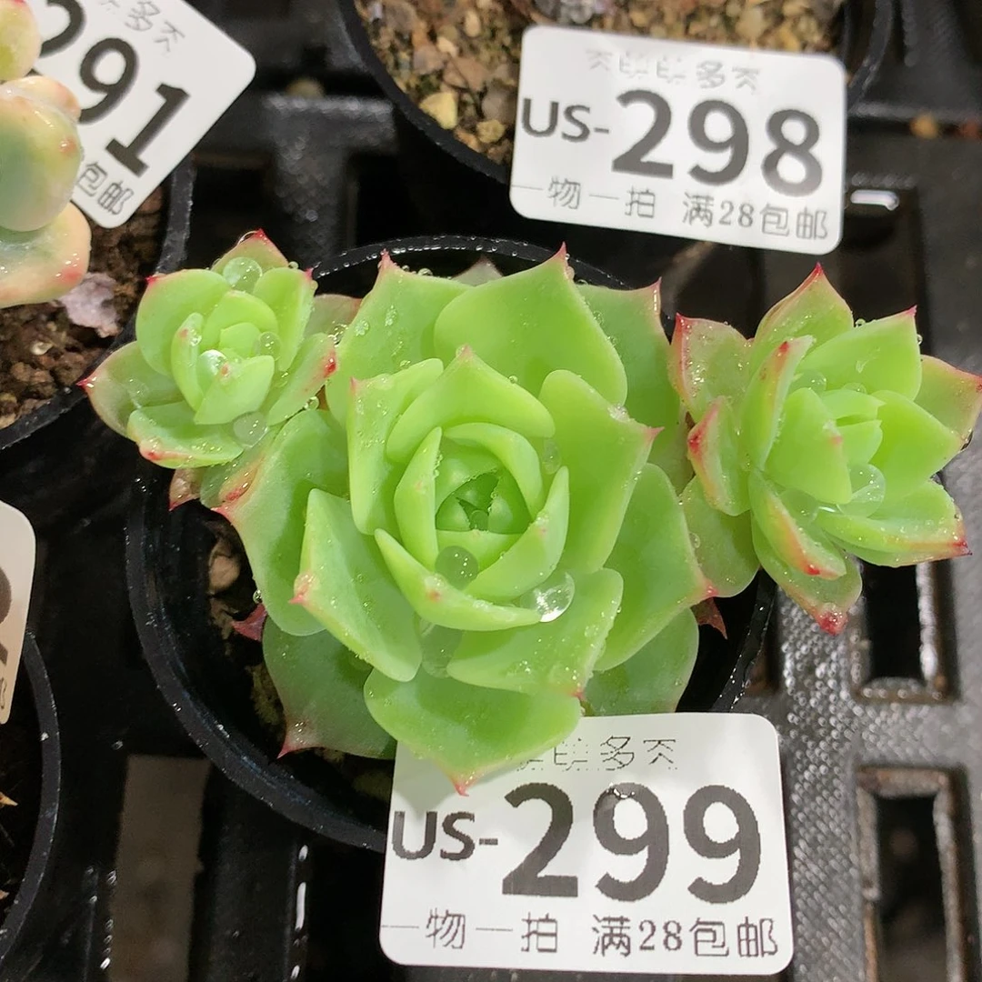 肉萌萌拇指盆多肉US299