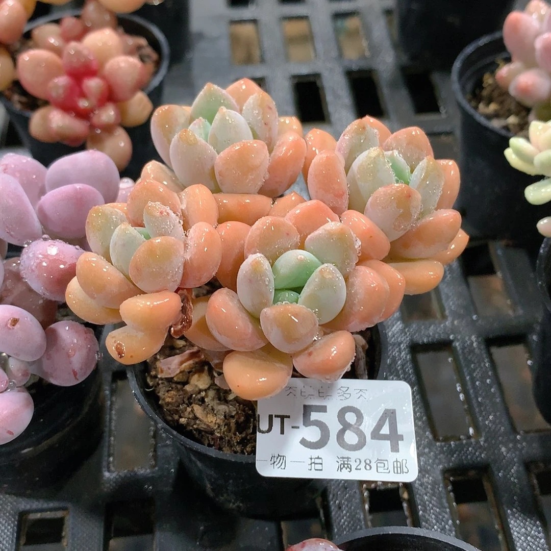 肉萌萌拇指盆多肉UT584