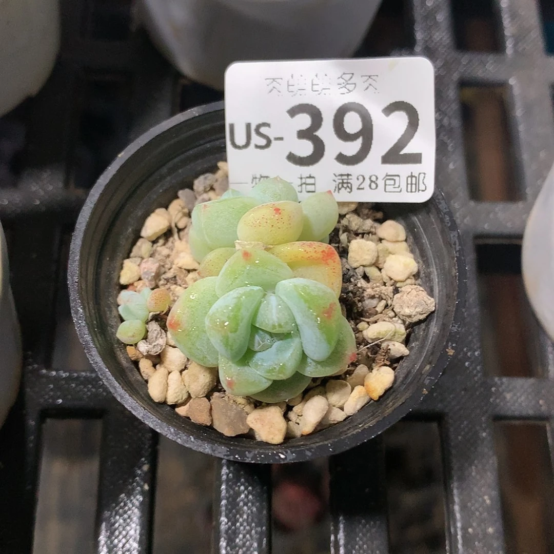 肉萌萌拇指盆多肉US392