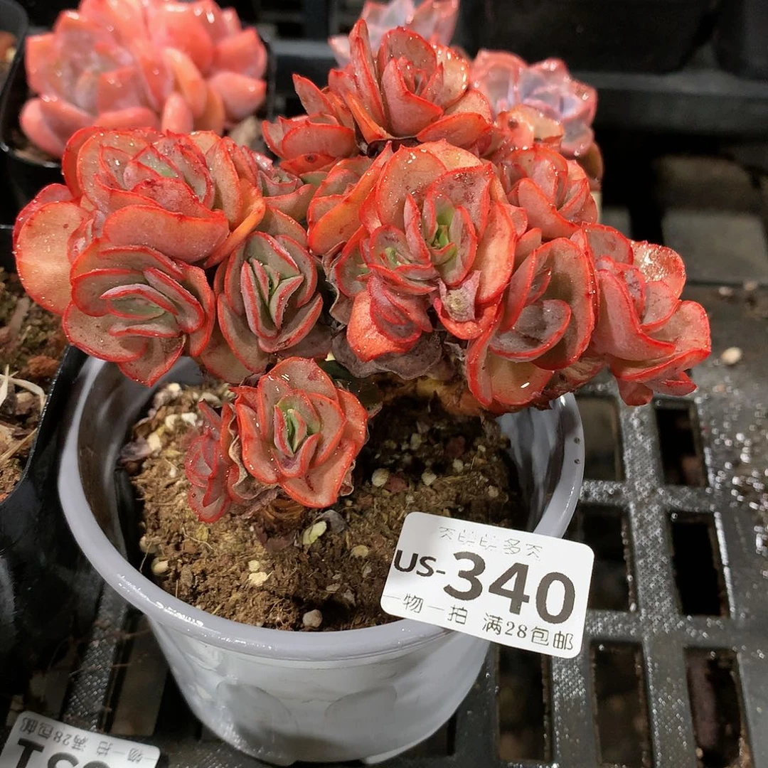 肉萌萌拇指盆多肉US340