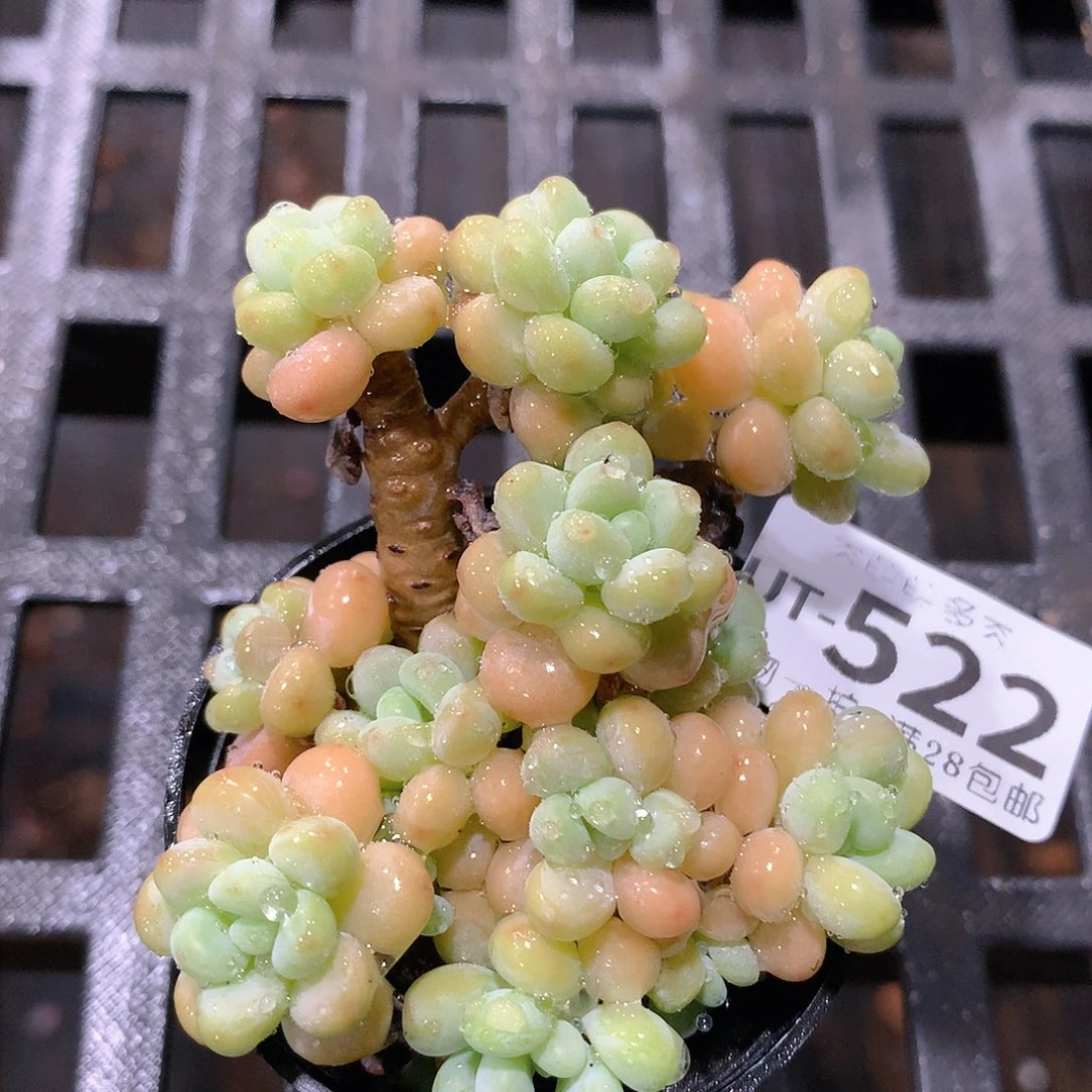 肉萌萌拇指盆多肉UT522