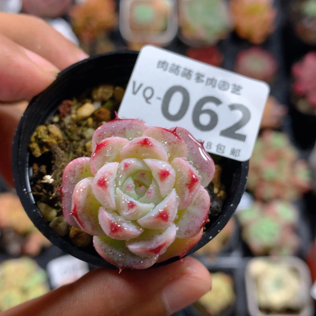 5CM盆精控多肉VQ062