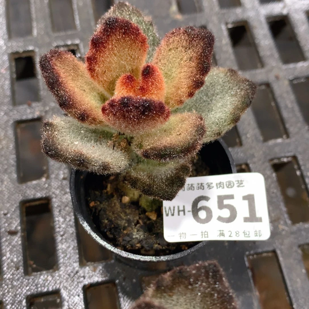 肉萌萌拇指盆多肉WH651