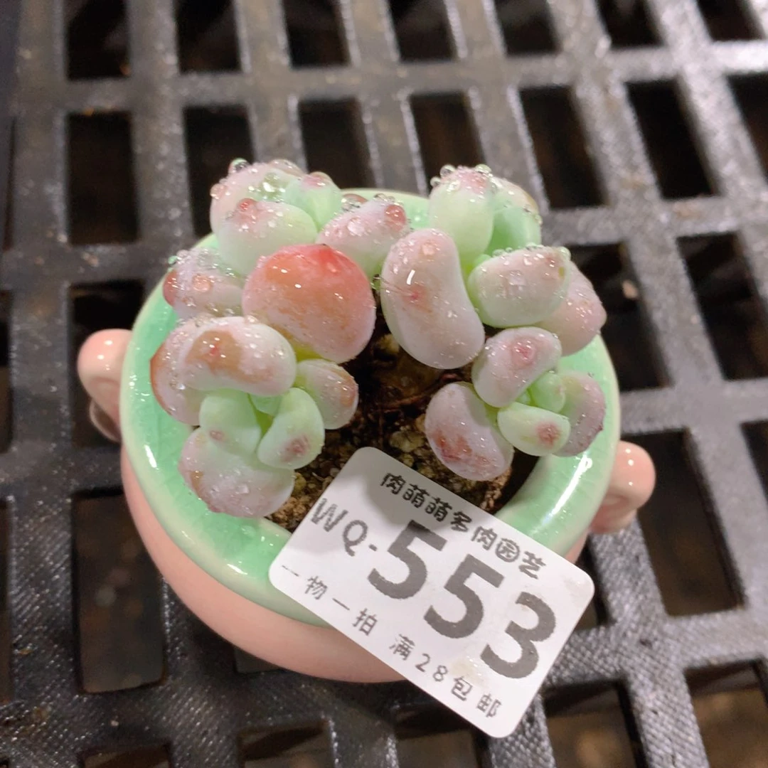 肉萌萌拇指盆精控多肉WQ553