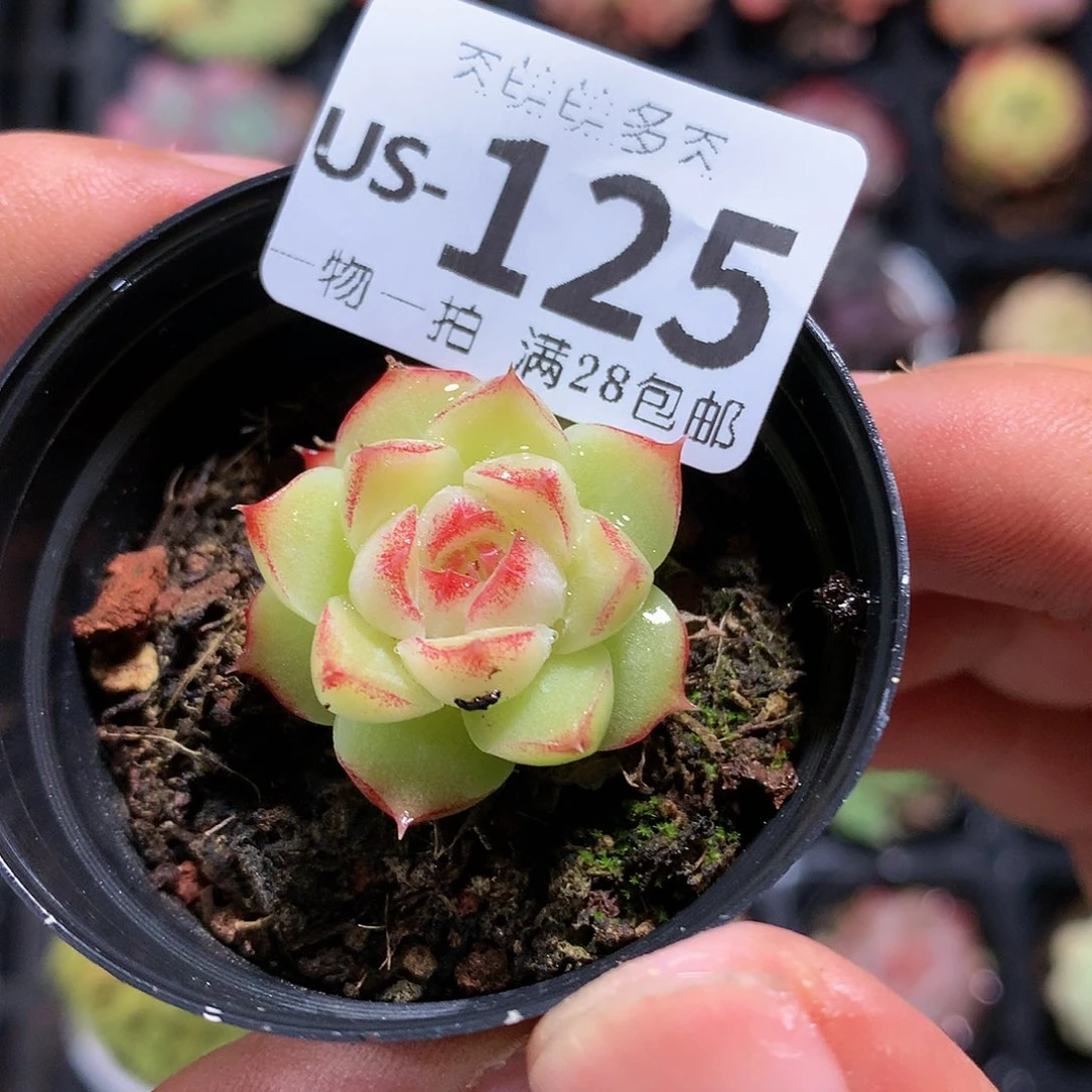 肉萌萌拇指盆多肉US125
