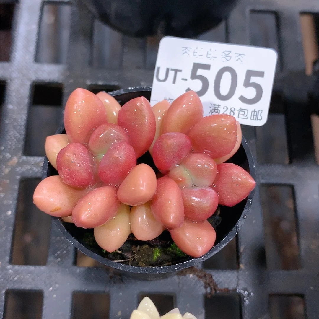 肉萌萌拇指盆多肉UT505