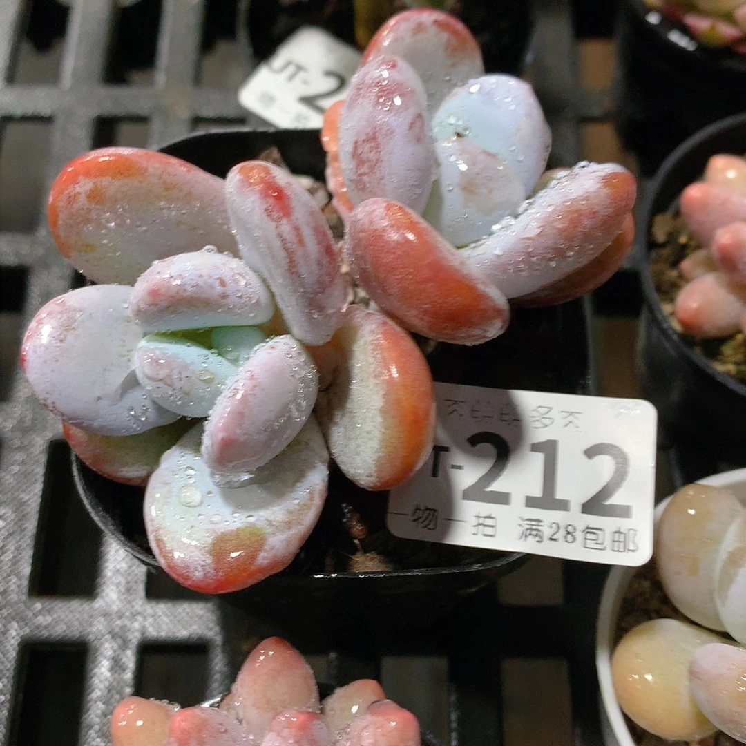 肉萌萌拇指盆多肉UT212