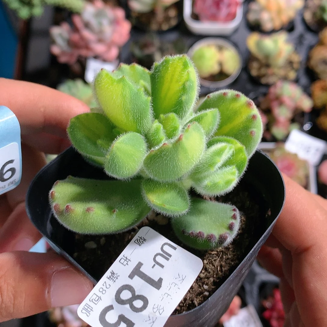 肉萌萌拇指盆多肉UU185