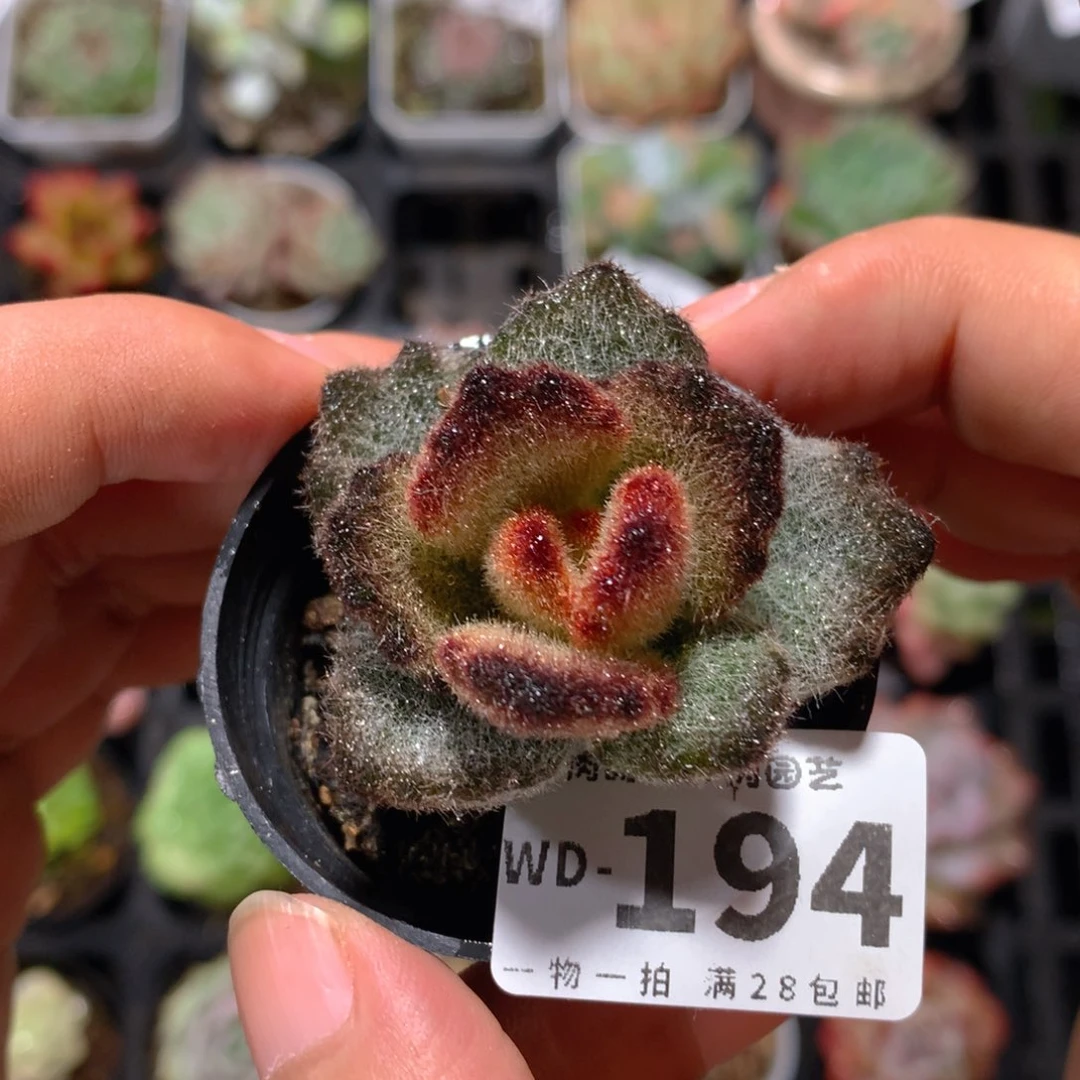5CM拇指盆精控多肉WD194