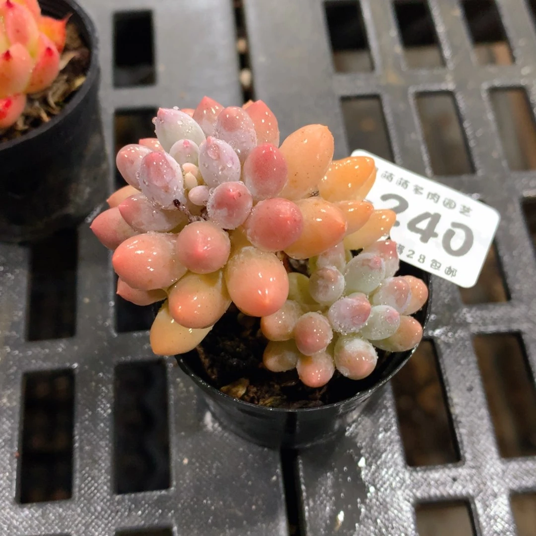 肉萌萌拇指盆多肉VN240